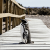 パンダ・ペンギンアップデートを徹底解説！ユーザー目線のSEO対策でアクセスアップ！